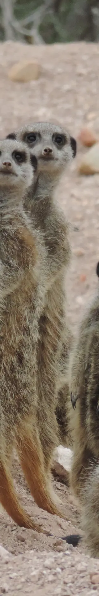 Erdmännchen